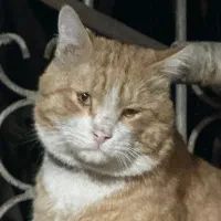 گربه پیدا شده|حیوانات|تهران, توحید|دیوار