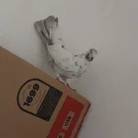 دوعد کبوتر|پرنده|ارومیه, |دیوار