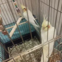 ۳ تا عروس هلندی لوتینو|پرنده|بیرجند, |دیوار