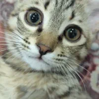 واگذاری ملوس رایگان