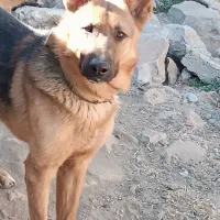 ژرمن ورک نگهبان|سگ|کرمانشاه, |دیوار