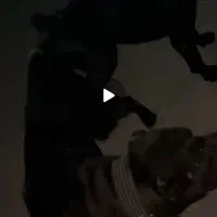 سگ.کنکورسو.کن کورسو|سگ|تهران, امیریه|دیوار