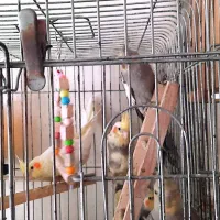 عروس هلندی|پرنده|تهران, مینی‌سیتی (شهرک نفت)|دیوار