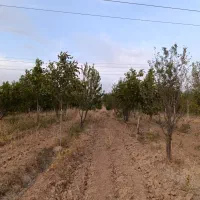باغ-فروشی
