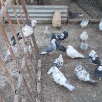 کفتر فروشی|پرنده|داران, |دیوار