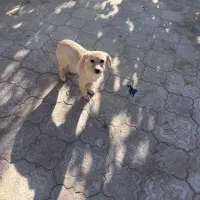 واگذاری سگ خانگی|سگ|نجف‌آباد, امام خمینی|دیوار