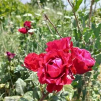 1500متر-زمین-بابنای20متری-به-قیمت-کاسبی