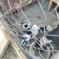 توله سگ پا کوتاه|سگ|قزوین, |دیوار