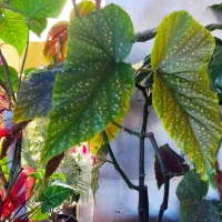 گل های زینتی|گل و گیاه طبیعی|رضوانشهر, |دیوار