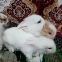 توله خرگوش لوپ|موش و خرگوش|نکا, |دیوار