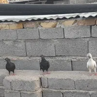 کبوتر