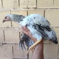 1 دانه وارک ، مرغ ،واکسن خورده