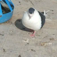 دوتا باهم ۳۰۰