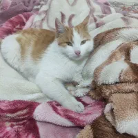 واگذاری گربه