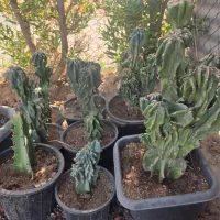 کاکتوس صخره‌ای بافت درشت|گل و گیاه طبیعی|اهواز, حصیرآباد|دیوار