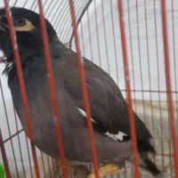 مرغ مینا سخنگو