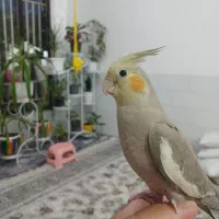 عروس هلندی فول رام نژاد سخنگو