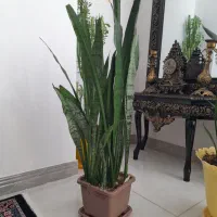 گل سانسوریا