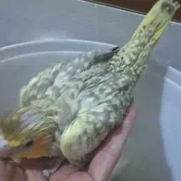 جوجه عروس هلندی آلبینوولوتینو|پرنده|شیراز, شهرک رضوان|دیوار