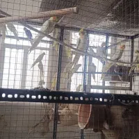 طوطی عروس هلندی