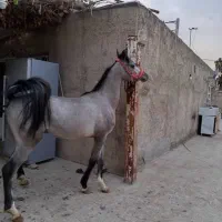 اسب عرب مصری ۲ سر خارجی|اسب و تجهیزات اسبسواری|تهران, منیریه|دیوار