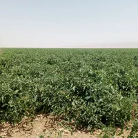 فروش-زمین-کشاورزی