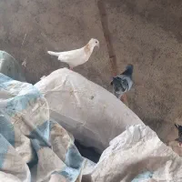کفتر|پرنده|گرگان, |دیوار
