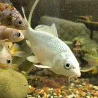 ماهی کوی سفید