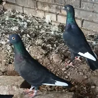 کبوتر پلاکی|پرنده|یزد, |دیوار