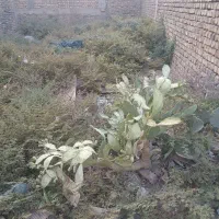 زمین-فروشی-اماده-ساخت