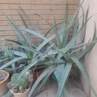 آلوئه ورا پر و بزرگ