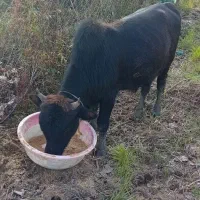 کلچه|حیوانات مزرعه|تالش, طولارود|دیوار