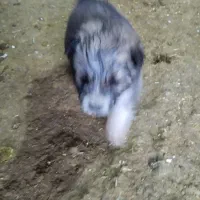 قهدریجان نر|سگ|اسدآباد, |دیوار