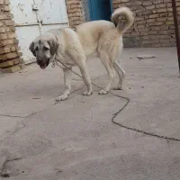 سگ میکس سراب پژدر۸ماهه|سگ|دشتابی, |دیوار