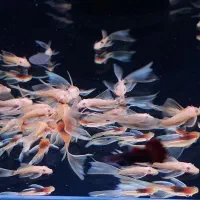 کت فیش پوزه بوته ای لجن خوار مناسب پلنت گوپی دیسکس