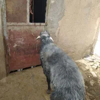 فروش قوچ