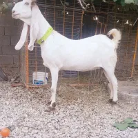 بز پاکستانی اصل(گلابی )
