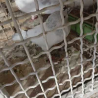 کبوتر گمشده