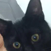 گربه|گربه|ارومیه, |دیوار