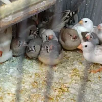 جوجه فنچ