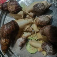 حلزون جوجه و مولد اچاتینا و البینو تخم گذار بزرگ