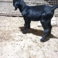 بزغاله شیری