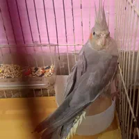 جوجه عروس هلندی|پرنده|بروجرد, |دیوار