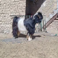 فروش چپش دبر.بعده