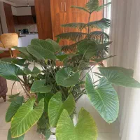 کاج طبقه ای بابا آدم زاموفیلا