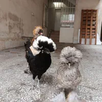 مرغ و خروس لهستانی