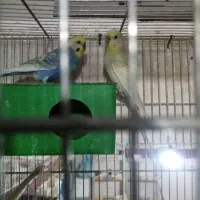 مرغ عشق با جوجه وتخم|پرنده|الوند, |دیوار