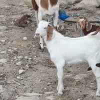 کهره