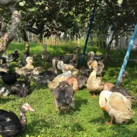 فروش قو غاز