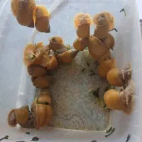 حراج مجموعه حلزون مخصوص جوان سازی پوست